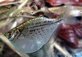 Image result for Silver Reflective Long Fish