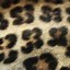 Image result for Cute Fall Wallpaper Leopard Print