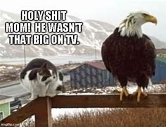 Image result for Eagle Cat Meme