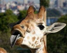 Image result for Giraffe Head Funny