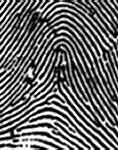 Image result for Parts of Fingerprint