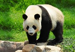Image result for Giant Panda Endangered