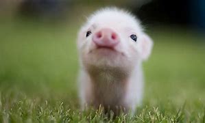 Image result for Pig Phone Case Cute