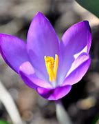 Image result for First Spring Flowers Blooming