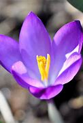 Image result for Spring Blooming Flowers