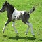 Image result for Miniature Horse Breeds