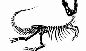 Image result for Dinosaur Bones Clip Art