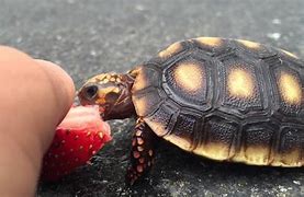 Image result for Baby Turtle Eating Strawberry