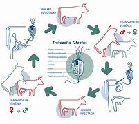 Image result for Pathogenesis Trichomoniasis