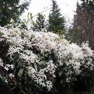 Image result for Clematis armandii Snowdrift