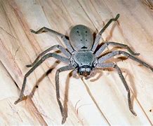 Image result for Small Huntsman Spider