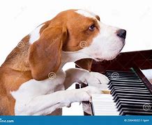 Image result for Dog Dreams Piano