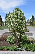 Image result for Amelanchier alnifolia Saskatoon Berry