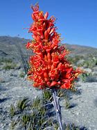 Image result for Types of Ocotillo
