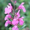 Image result for Salvia microphylla Delice Roselilac