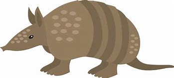 Image result for Armadillo PNG