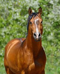 Image result for Full Body Drawing of Horse Front View