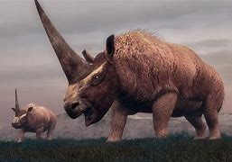 Image result for Unicorn Rhinoceros