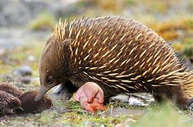 Image result for Echidna with Baby