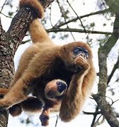 Image result for Macaco Muriqui