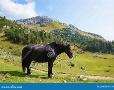 Image result for Black Haflinger Horse