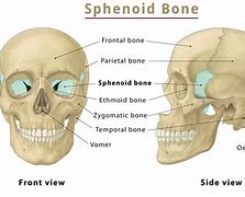 Image result for Sphenoid Bone Label