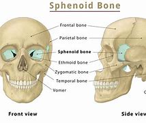 Image result for Sphenoid Bone