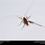 Image result for The Largest Cave Cricket