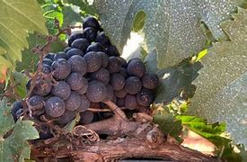 Image result for Sun Burn On White Grapes