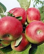 Image result for McIntosh Apple Fruit