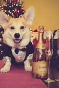 Image result for Dog New Year's Eve