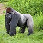 Image result for Zoo Gorilla Exhibit