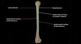 Image result for Humerus Real Bone