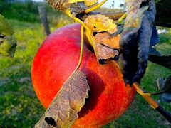 Image result for Red Apple Organic