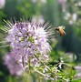 Image result for What Do Bumble Bees Look Like