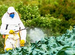 Image result for Pesticides Pic