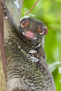 Image result for Flying Lemur Poses