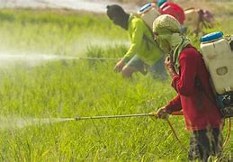 Image result for Spraying of Pesticides
