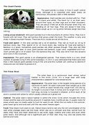 Image result for Albino Panda vs Polar Bear