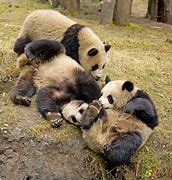 Image result for Giant Panda Playing
