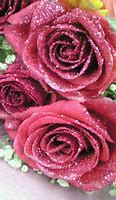 Image result for Old Rose Glitters