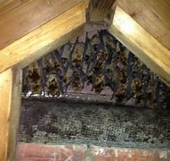 Image result for Bats Living in Attic