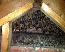 Image result for Attic Bats Nest