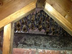 Image result for Bats in Attic