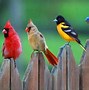 Image result for Coolest Birds