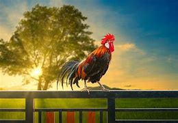 Image result for Le Coq Chotscho