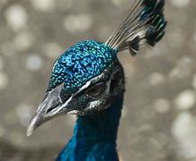 Image result for Peacock Head
