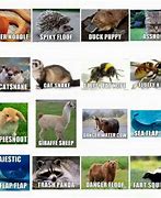 Image result for Weird Animal Names