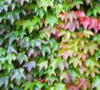 Image result for Outdoor Ivy Plant Types
