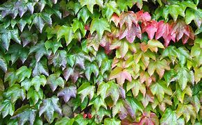 Image result for Ivy Vine Plant